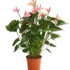 Große Flamingoblume - Anthurium Andreanum 'Summerlove' 2 Große Flamingoblume - Anthurium Andreanum 'Summerlove' -Pflanzenwelt Verkauf 8667545 WE FS 001 AnthurieAnthuriumSummerloveT21DehnerExpressHerzig