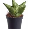 Bogenhanf - Sansevieria 'Boncellensis' -Pflanzenwelt Verkauf 8669848 PR FS 001 SansevieriaBocellenisisT6DehnerExpressZS