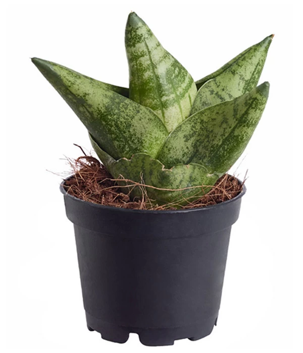 Bogenhanf - Sansevieria 'Boncellensis' 3 Bogenhanf - Sansevieria 'Boncellensis'