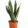 Bogenhanf - Sansevieria Zeylanica -Pflanzenwelt Verkauf 8670523 PR FS 001 SansevierieSansevieriaZylanicaT12DehnerExpressHerzig