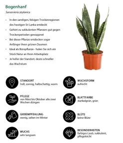 Bogenhanf - Sansevieria Zeylanica -Pflanzenwelt Verkauf 8670523 WE IG 001 SansevierieSansevieriaZylanicaT12DehnerExpressHerzig