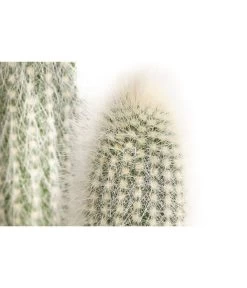 Säulenkaktus - Cleistocactus Strausii 5 Säulenkaktus - Cleistocactus Strausii -Pflanzenwelt Verkauf 8671646 PR DE 001 SaeulenkaktusweissT17DehnerExpressHerzig