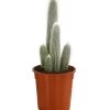 Säulenkaktus - Cleistocactus Strausii 1 Säulenkaktus - Cleistocactus Strausii -Pflanzenwelt Verkauf 8671646 PR FS 001 SaeulenkaktusweissT17DehnerExpressHerzig