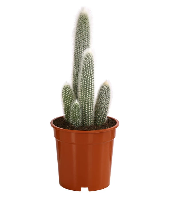 Säulenkaktus - Cleistocactus Strausii 3 Säulenkaktus - Cleistocactus Strausii