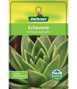 Echeverie - Echeveria Agavoides -Pflanzenwelt Verkauf 8672636 Echeveriaagavoides 22022017 1