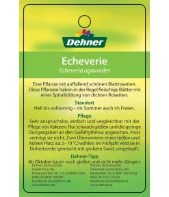 Echeverie - Echeveria Agavoides -Pflanzenwelt Verkauf 8672636 Echeveriaagavoides 22022017 2