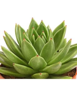 Echeverie - Echeveria Agavoides -Pflanzenwelt Verkauf 8672636 WE DE 001 EcheveriaAgavoidesT10DehnerExpressHerzig