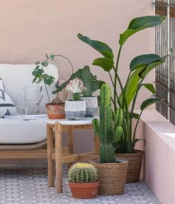 Dehner Seegras-Korb Igmar, Konisch 13 Dehner Seegras-Korb Igmar, Konisch -Pflanzenwelt Verkauf 8673246 WE MO 001 KaktusWolfsmilchEuphorbiaIngens