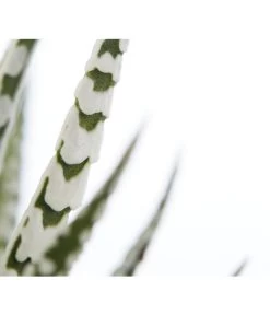 Haworthie - Haworthia Fasciata 'Alba' -Pflanzenwelt Verkauf 8679979 PR DE 001 TigeraloeHaworthiaFasciataT9DehnerExpressZS