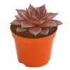 Echeverie - Echeveria Agavoides 'Taurus' -Pflanzenwelt Verkauf 8681017 PR FS 001 EcheveriaTaurusDehnerExpressHerzig