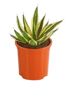 Agave 'Cuba' - Agave, Verschiedene Sorten -Pflanzenwelt Verkauf 8683484 PR FS 001 AgavenMixCubaT12DehnerExpressHerzig