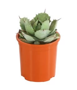 Agave 'Cuba' - Agave, Verschiedene Sorten -Pflanzenwelt Verkauf 8683484 PR FS 002 AgavenMixCubaT12DehnerExpressHerzig