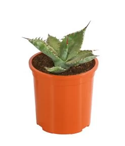 Agave 'Cuba' - Agave, Verschiedene Sorten -Pflanzenwelt Verkauf 8683484 PR FS 004 AgavenMixCubaT12DehnerExpressHerzig