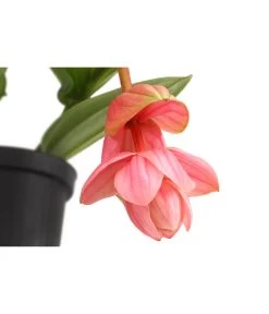 Medinille - Medinilla 'Piccolini' -Pflanzenwelt Verkauf 8683674 PR DE 001 MedinillaPiccoliniDehnerExpressHerzig