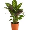 Korbmarante - Calathea 'Misto' -Pflanzenwelt Verkauf 8683773 PR FS 001 CalatheaMistoT12DehnerExpressHerzig