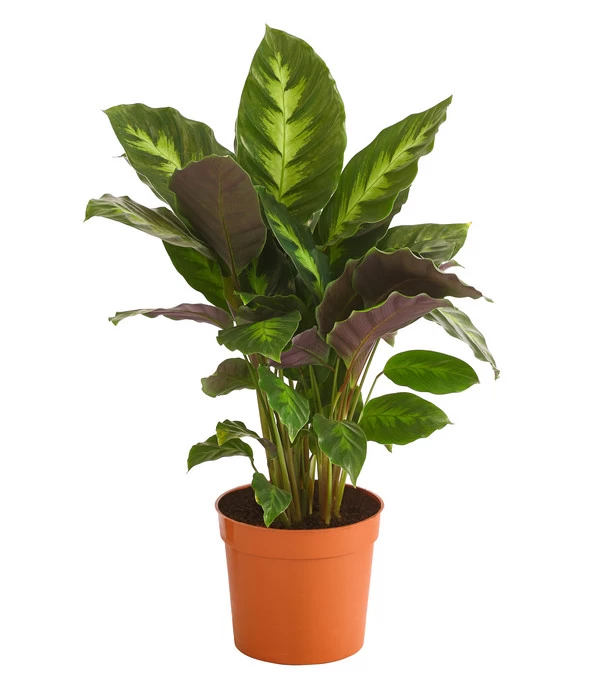 Korbmarante - Calathea 'Misto' 3 Korbmarante - Calathea 'Misto'