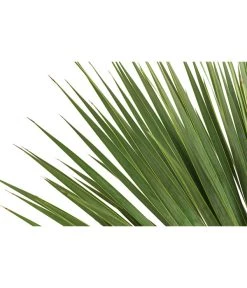 Blaublättrige Palmlilie 7 Blaublättrige Palmlilie -Pflanzenwelt Verkauf 8684920 WE DE 001 YuccaRostrataBlaueYuccaPalmlilieT28