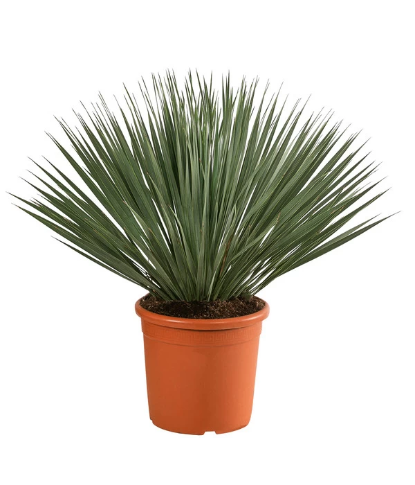 Blaublättrige Palmlilie 3 Blaublättrige Palmlilie