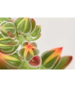Echeverie - Echeveria Pulvinata 'Pulvinata' -Pflanzenwelt Verkauf 8686503 PR DE 001 EcheverieEcheveriaPulvinataT10DehnerExpressZS