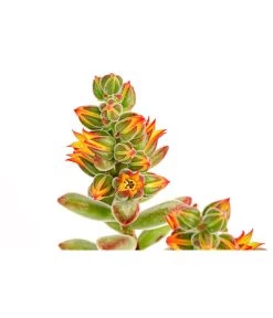 Echeverie - Echeveria Pulvinata 'Pulvinata' -Pflanzenwelt Verkauf 8686503 PR DE 002 EcheveriePulvinataT10DehnerExpressHerzig