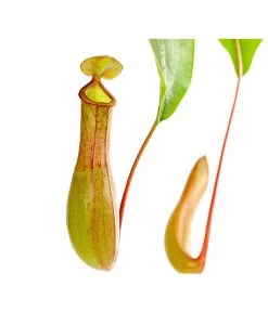 Kannenpflanze - Nepenthes Alata, Ampel -Pflanzenwelt Verkauf 8686560 PR DE 001 KannenstrauchNepenthesAlataT15DehnerExpressHerzig