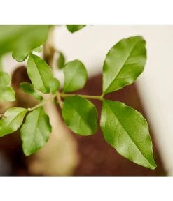 Bonsai Mit Buddha, Verschiedene Sorten -Pflanzenwelt Verkauf 8686644 PR DE 001 BonsaiMixMitSchaleUndBuddha15erSchaleDehnerExpressZS