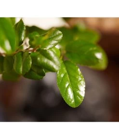 Bonsai Mit Buddha, Verschiedene Sorten -Pflanzenwelt Verkauf 8686644 PR DE 002 BonsaiMixMitSchaleUndBuddha15erSchaleDehnerExpressZS