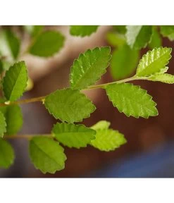 Bonsai Mit Buddha, Verschiedene Sorten -Pflanzenwelt Verkauf 8686644 PR DE 003 BonsaiMixMitSchaleUndBuddha15erSchaleDehnerExpressZS