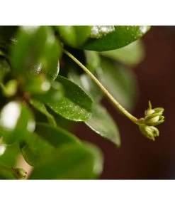 Bonsai Mit Buddha, Verschiedene Sorten -Pflanzenwelt Verkauf 8686644 PR DE 004 BonsaiMixMitSchaleUndBuddha15erSchaleDehnerExpressZS