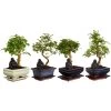 Bonsai Mit Buddha, Verschiedene Sorten -Pflanzenwelt Verkauf 8686644 PR FS 001 BonsaiMix