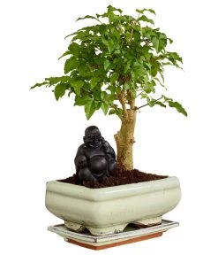 Bonsai Mit Buddha, Verschiedene Sorten -Pflanzenwelt Verkauf 8686644 PR FS 001 BonsaiMixMitSchaleUndBuddha15erSchaleDehnerExpressZS