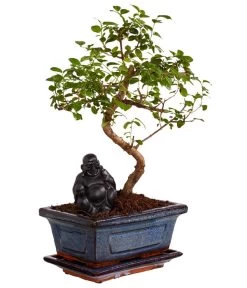 Bonsai Mit Buddha, Verschiedene Sorten -Pflanzenwelt Verkauf 8686644 PR FS 002 BonsaiMixMitSchaleUndBuddha15erSchaleDehnerExpressZS