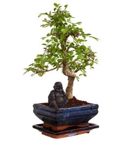 Bonsai Mit Buddha, Verschiedene Sorten -Pflanzenwelt Verkauf 8686644 PR FS 003 BonsaiMixMitSchaleUndBuddha15erSchaleDehnerExpressZS