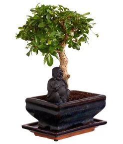 Bonsai Mit Buddha, Verschiedene Sorten -Pflanzenwelt Verkauf 8686644 PR FS 004 BonsaiMixMitSchaleUndBuddha15erSchaleDehnerExpressZS