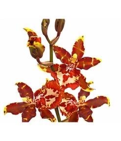 Colmanara-Orchidee - Colmanara 'Andrea' -Pflanzenwelt Verkauf 8687113 PR DE 001 ColmanaraAndreaDehnerExpressHerzig