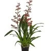 Colmanara-Orchidee - Colmanara 'Andrea' -Pflanzenwelt Verkauf 8687113 PR FS 001 ColmanaraAndreaDehnerExpressHerzig