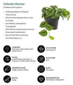 Gefleckte Efeutute - Scindapsus Pictus -Pflanzenwelt Verkauf 8689127 WE IG 001 GefleckteEfeutute