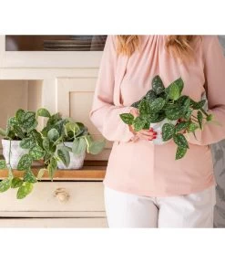 Gefleckte Efeutute - Scindapsus Pictus -Pflanzenwelt Verkauf 8689127 WE MO 001 Epipremnum