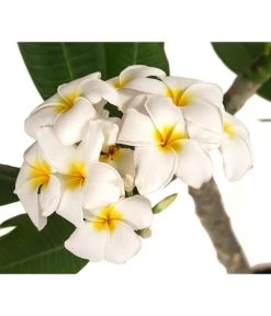 Frangipani - Plumeria Alba 5 Frangipani - Plumeria Alba -Pflanzenwelt Verkauf 8691180 WE DE 001 PlumeriaT18MixOstroFrangipani