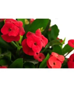 Pflanzenwelt Verkauf -Pflanzenwelt Verkauf 8696361 WE DE 001 EuphorbiaMiliiBuschRotChristusdornDehnerExpressHerzig