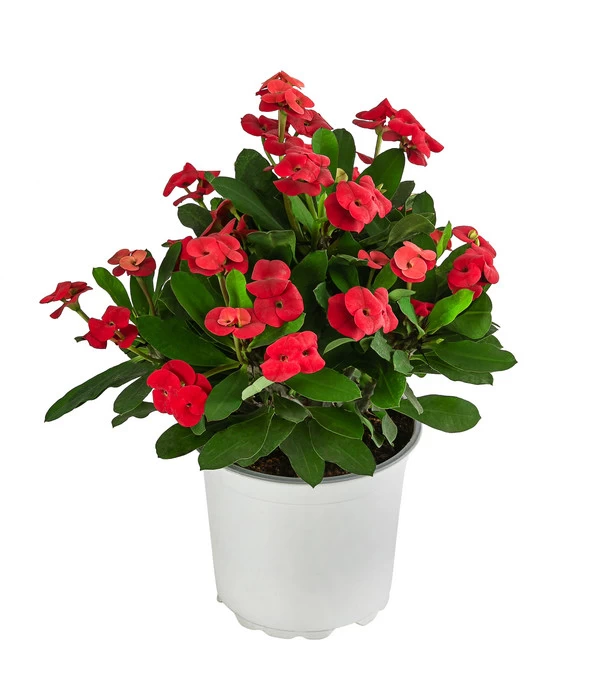 Christusdorn - Euphorbia Milii 3 Christusdorn - Euphorbia Milii