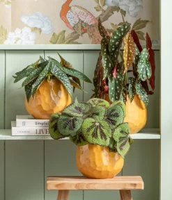 Polka-Dot Begonie - Begonia Maculata -Pflanzenwelt Verkauf 8698805 8651291 WE MO 001 Begonia