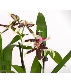 Zahnzungen-Orchidee - Odontoglossum-Hybriden, Verschiedene Sorten -Pflanzenwelt Verkauf 8704694 PR DE 001 Odontoglossum1TrieberT12DehnerHerzig