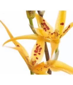Zahnzungen-Orchidee - Odontoglossum-Hybriden, Verschiedene Sorten -Pflanzenwelt Verkauf 8704694 PR DE 001 OdontoglossumBrassadaMiradaSortenmix1TrieberT11DehnerExpressZS