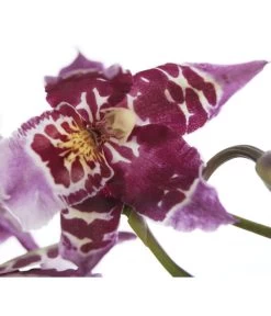 Zahnzungen-Orchidee - Odontoglossum-Hybriden, Verschiedene Sorten -Pflanzenwelt Verkauf 8704694 PR DE 001 OdontoglossumSortenmix1TrieberT11DehnerExpressZS