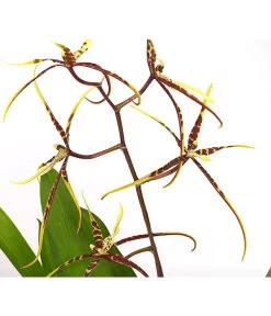 Zahnzungen-Orchidee - Odontoglossum-Hybriden, Verschiedene Sorten -Pflanzenwelt Verkauf 8704694 PR DE 002 Odontoglossum1TrieberT12DehnerHerzig