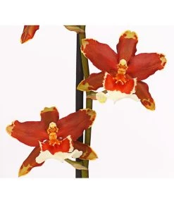 Zahnzungen-Orchidee - Odontoglossum-Hybriden, Verschiedene Sorten -Pflanzenwelt Verkauf 8704694 PR DE 005 Odontoglossum1TrieberT12DehnerHerzig