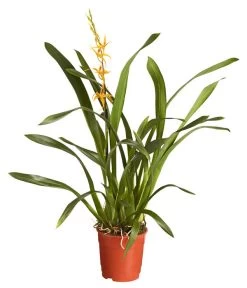 Zahnzungen-Orchidee - Odontoglossum-Hybriden, Verschiedene Sorten -Pflanzenwelt Verkauf 8704694 PR FS 001 OdontoglossumBrassadaMiradaSortenmix1TrieberT11DehnerExpressZS
