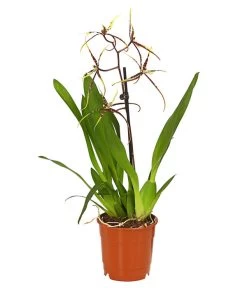 Zahnzungen-Orchidee - Odontoglossum-Hybriden, Verschiedene Sorten -Pflanzenwelt Verkauf 8704694 PR FS 002 Odontoglossum1TrieberT12DehnerHerzig