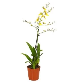 Zahnzungen-Orchidee - Odontoglossum-Hybriden, Verschiedene Sorten -Pflanzenwelt Verkauf 8704694 PR FS 003 Odontoglossum1TrieberT12DehnerHerzig